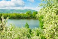 City landscape. Blooming sakura apple tree trees in a city park. Clean air and landscaping concept. Horizontal frame