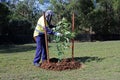 City landscaper worker planting a new tree in a public park