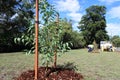 City landscaper worker planting a new trees in a public park Royalty Free Stock Photo