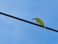 City life of birds, Bird Green Bee-Eater, it\'s perched on cables and carrying prey bait in the mouth, it is feeding on bees. Royalty Free Stock Photo