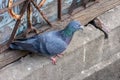 Pigeon resting on a ledge Royalty Free Stock Photo