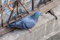 Pigeon resting on a ledge Royalty Free Stock Photo
