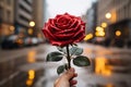 City love Red rose held with affection against bustling street