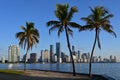 City of Miami, Florida skyline with coconut palms in foreground. Royalty Free Stock Photo