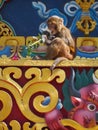 City monkey eating a flower on a decorated buddhist Stupa