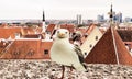 City panorama Tallinn old town view from balcony on front seagull bird medieval house red ruffles travel to Estonia Europe Royalty Free Stock Photo