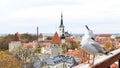 City panorama Tallinn old town view from balcony on front seagull bird medieval house red ruffles travel to Estonia Europe Royalty Free Stock Photo