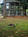 City park with animals. Fencing for animals. Peacock babies. Many birds walk on the ground. Flightless birds