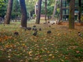 City park with animals. Fencing for animals. Peacock babies. Many birds walk on the ground. Nursery