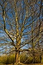 Autumn . A large leafless tree (plane tree?!) In the park. Royalty Free Stock Photo