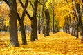 City park at autumn season, trees in a row with fallen yellow leaves, bright beautiful landscape at sunny day Royalty Free Stock Photo