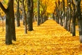 City park at autumn season, trees in a row with fallen yellow leaves, bright beautiful landscape at sunny day Royalty Free Stock Photo