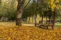 City park in autumn at the time of leaf fall. The problem of cleaning fallen leaves in the city. Wonderful autumn in the park with