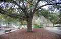 City Park Benches Under a Lighted Tree Royalty Free Stock Photo