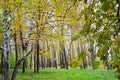 City park with birches, autumn. Yellow natural background