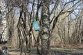 Little beautiful birds near the bird feeder. Moscow. Russia.