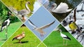 City park birds: black stork, goose,swan, tit, seagull, duck. Photo collage Royalty Free Stock Photo