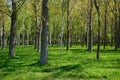 City Park in Bishkek, Kyrgyzstan