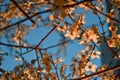 City park. Blooming branches of spring apple tree with bright white flowers with petals, yellow stamens, leaves in warm light sun Royalty Free Stock Photo