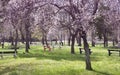 City park with blossoming trees in spring