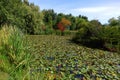 City Park in Boise, Idaho Royalty Free Stock Photo