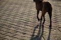 City park in Bulgaria  Kardzali with brown male dog living in outside Royalty Free Stock Photo