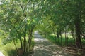 City Park, comfortable environment, a place to relax and stroll Royalty Free Stock Photo