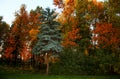 city Park with different trees of all colors of autumn Royalty Free Stock Photo