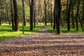 A city park in early autumn. A path covered with leaves. Falling leaves