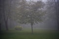 City park in foggy morning - green tree in park in foggy morning Royalty Free Stock Photo