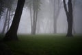 City park in foggy morning - trees silouette in the foggy park at the morning. Clean environment contsept Royalty Free Stock Photo