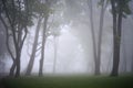 City park in foggy morning - trees silouette in the foggy park at the morning. Clean environment contsept Royalty Free Stock Photo