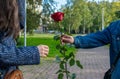 A man`s hand gives the girl a red rose flower Royalty Free Stock Photo