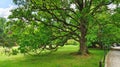 In a city park, a huge oak tree grows on a grassy lawn next to a footpath. Its branches are spread wide and young leaves are bloss Royalty Free Stock Photo