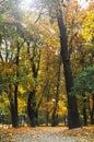 City park mit beautiful orange Leaves and natural light. Autumn landscape in the rays of the sun. Vertical composition Royalty Free Stock Photo