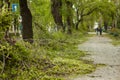 City park after natural cataclysm. Falling tree and branches after natural disaster. City park after catastrophe. Calamity in spri