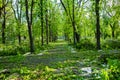 City park after natural cataclysm. Falling tree and branches after natural disaster. City park after catastrophe. Calamity in spri