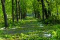 City park after natural cataclysm. Falling tree and branches after natural disaster. City park after catastrophe. Calamity in spri