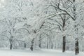 City park with a path covered by snow, forest after a snowfall Royalty Free Stock Photo