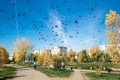 A city Park with a pond, trees and flying pigeons against a bright blue sky. Russia, Abakan - October 30, 2018