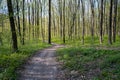 City park route lead to sunny meadow, hill slope forest thickets dirt road, spring flowers, midday sunshine and shadow contrast Royalty Free Stock Photo