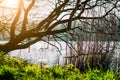 City park in spring time. Green grass growing near pond shore. Sun rays coming through tree branches Royalty Free Stock Photo