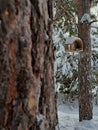 City park and squirrel feeder in winter