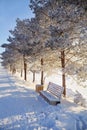 City park on a sunny frosty day. Snow on the pines, a wooden bench. Royalty Free Stock Photo