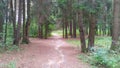 In the city park, among the tall spruces, there is a walking path sprinkled with dried pine needles. Resin drips can be seen on so