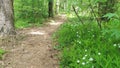 In the city park, there is a pedestrian path among trees studded with pine needles and cones. In spring, the grass grows, young le Royalty Free Stock Photo