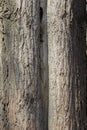 A strip without bark on a tree trunk. Moscow. Russia. Royalty Free Stock Photo