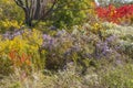 City park with wild plants