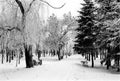 City park in winter Royalty Free Stock Photo