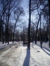 City park in winter in bright sunshine. Sun exposure, long shadows, snow, Christmas tree branches under the snow, frost Royalty Free Stock Photo